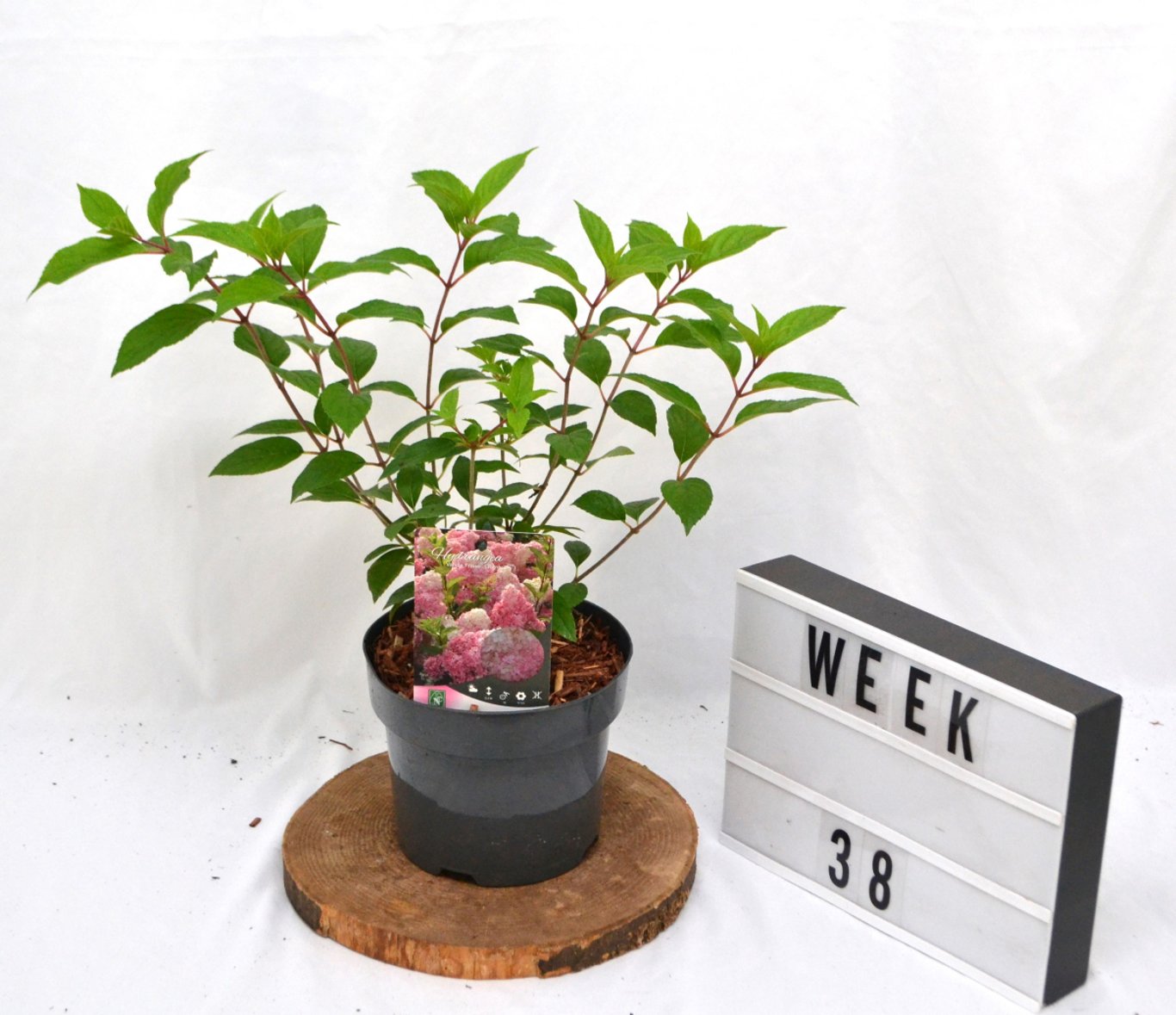 Hydrangea pan. 'Vanille Fraise' - C3 20-40 CM